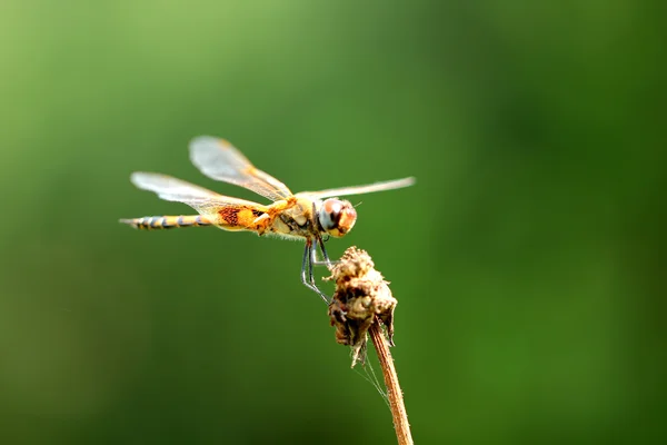 Libélula en verde, libélula naranja, helicóptero, libélula en zoom — Foto de Stock