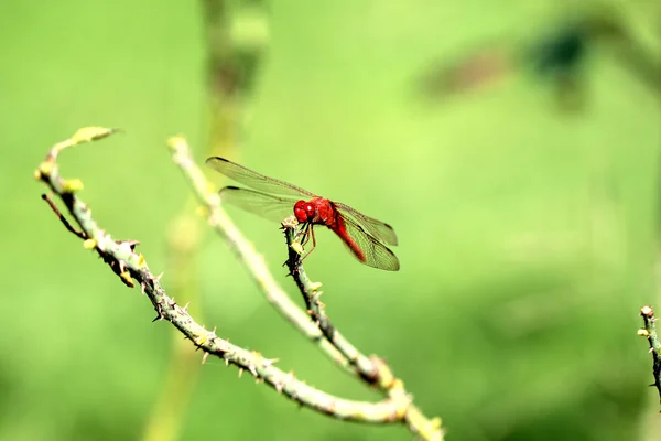 Libélula en verde, libélula naranja, helicóptero, libélula en zoom —  Fotos de Stock