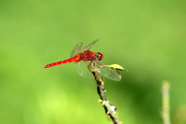 Dragonfly στο πράσινο, πορτοκαλί dragonfly, ελικόπτερο, dragonfly ζουμ — Φωτογραφία Αρχείου