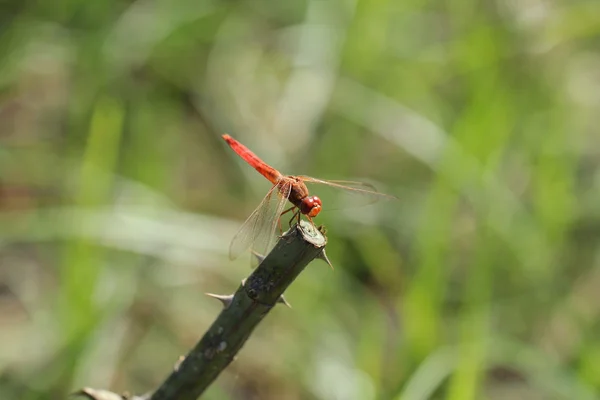 Libélula en verde, libélula naranja, helicóptero, libélula en zoom —  Fotos de Stock