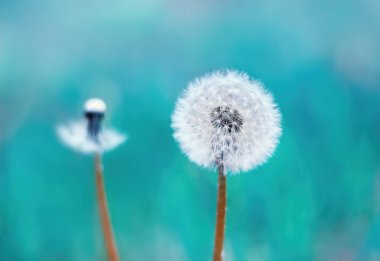 Dandelions doğal mavi zemin üzerine