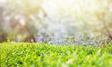 doğal yaz arka plan