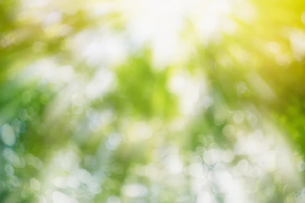 Doğal yeşil bulanıklık bokeh. Arka plan olarak parlak güneş ışığı ile yaz orman