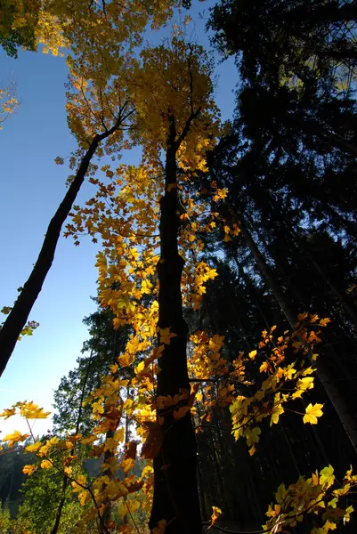 Feuilles d'érable au soleil — Photo