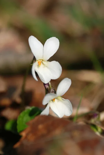 Flores brancas violeta — Fotografia de Stock