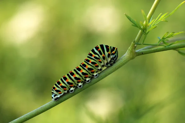 Detalj Caterpillar Swallowtail — Stockfoto