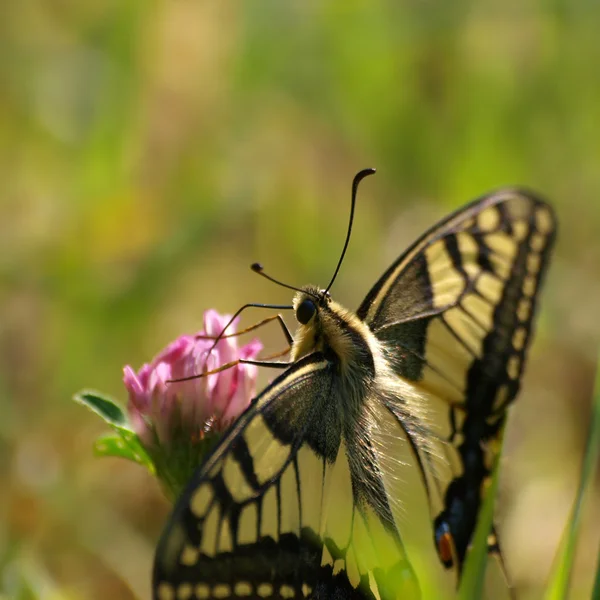 Butterfly Swallowtail på Blom — Stockfoto