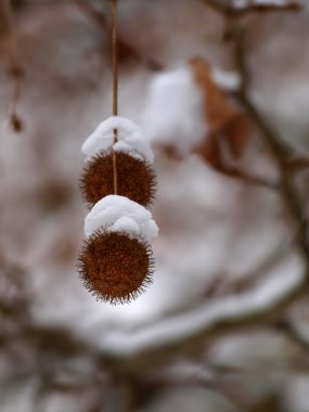 Meyve çınar ağacı