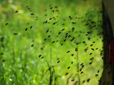 Uçan sürüsü arılar 