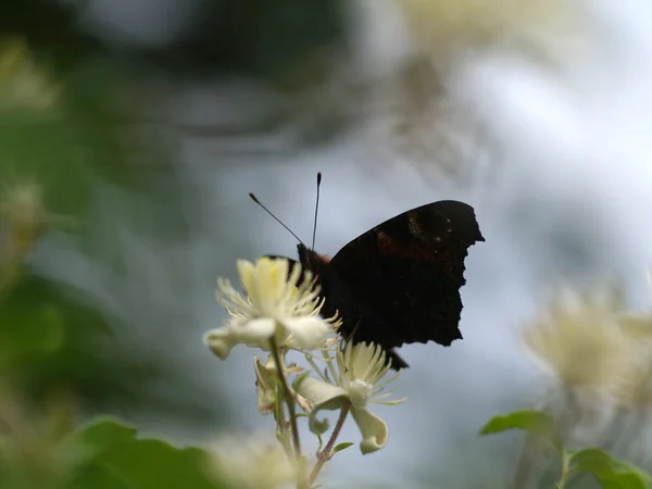 Butterfly påfågel på Bloom — Stockfoto
