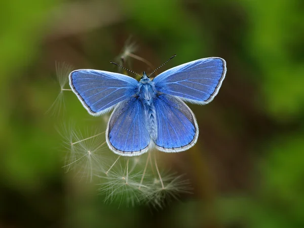 Blue Butterfly op paardenbloem — Stockfoto