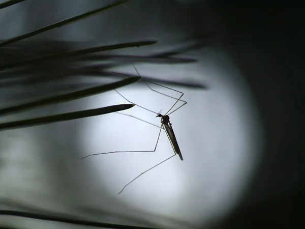 Mosquito op naalden — Stockfoto