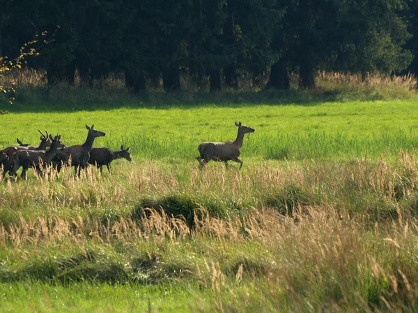 Schwarzwildherde — Stockfoto