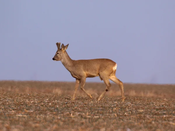 Cerf sauvage sur le terrain — Photo