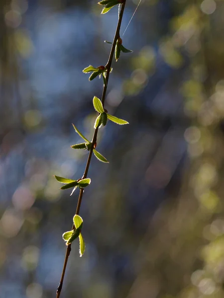 Feuilles de bourgeon de saule — Photo