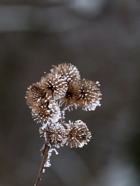 Gelo sul cardo — Foto Stock