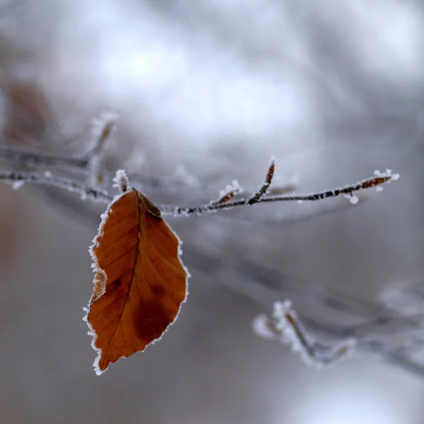 Frost auf einem Blatt — Stockfoto