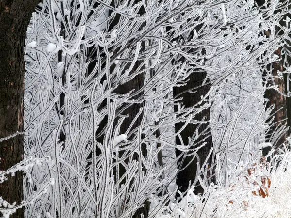 Frost an Bäumen — Stockfoto