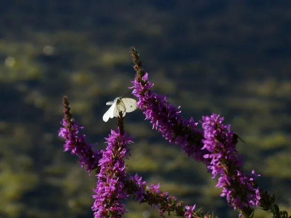 Fliegender Schmetterling weiß — Stockfoto