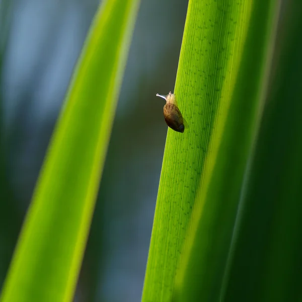 Kleine slak op blad — Stockfoto