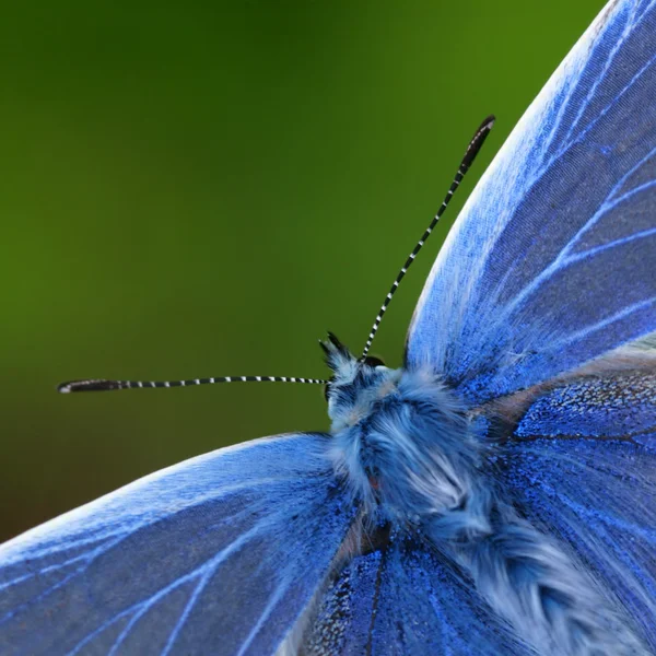 Μακροεντολή μπλε πεταλούδα Φωτογραφία Αρχείου