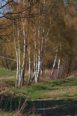 Baharda huş ağacı koruluğu