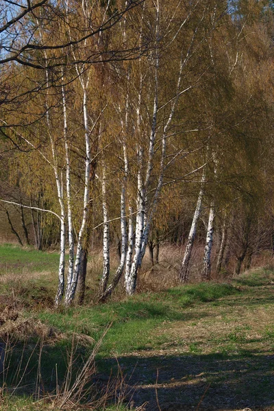Birkenhain im Frühling — Stockfoto