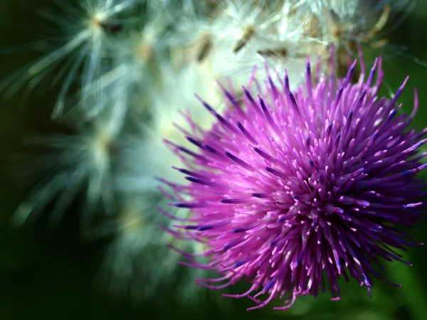 Detalle de cardo de flor — Foto de Stock