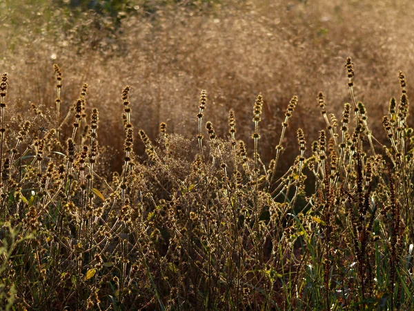 Bordo di autunno del boschetto — Foto Stock