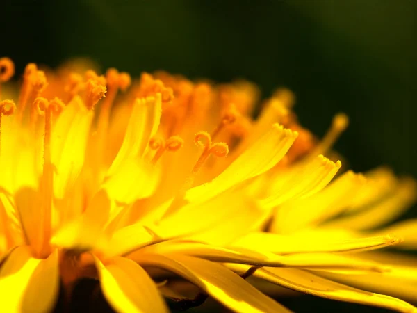 Квітка Кульбаба макросу — стокове фото