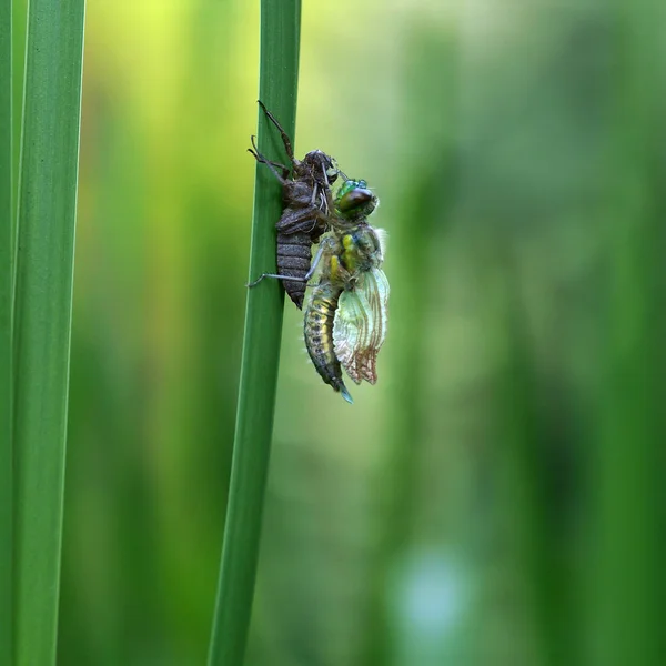 蜻蜓的若虫的诞生 — 图库照片