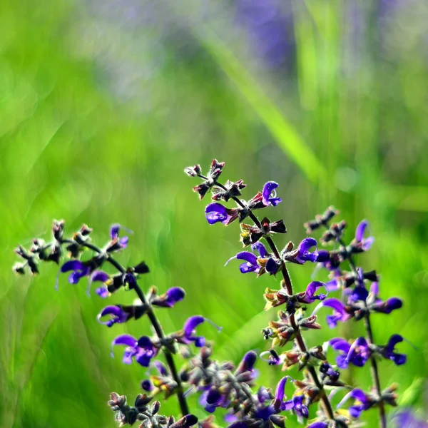 Spring flowering sage — Stock Photo, Image