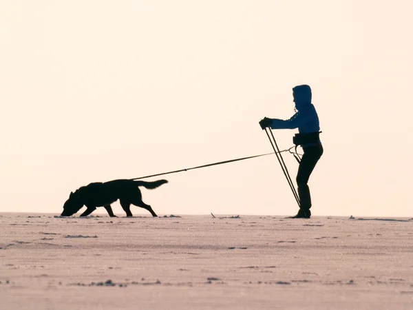 Skieur et chien Photo De Stock