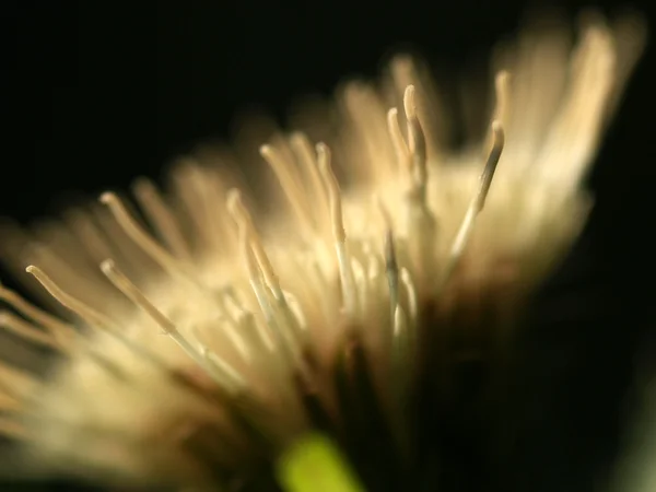 Blomma kål tistel — Stockfoto