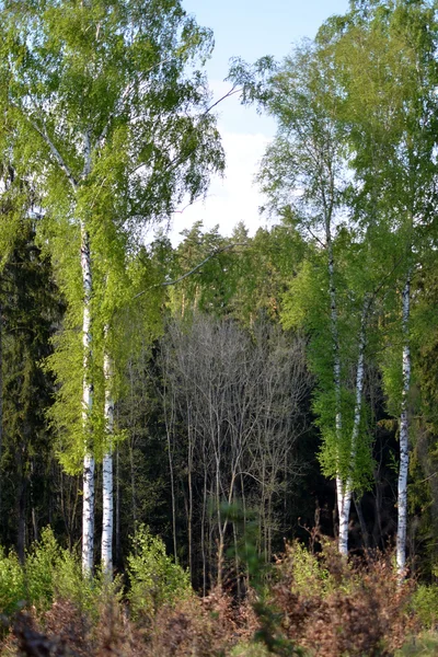 Birch Grove em Bud — Fotografia de Stock