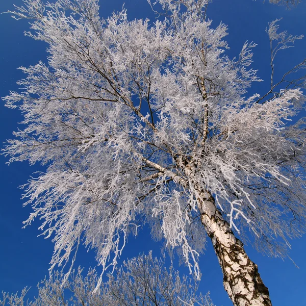 Verschneite Birke — Stockfoto