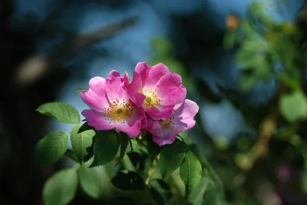 Flowers Wild Rose — Stock Photo, Image