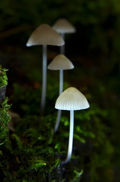 Quatre champignons sur la souche d'arbre Images De Stock Libres De Droits