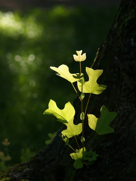 Tulip strom v Sunshine — Stock fotografie