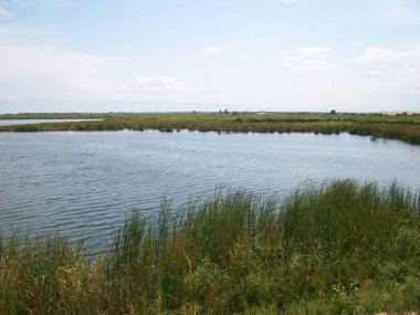 Mavi gökyüzünün arka planında kamışlarla göldeki suyun pürüzsüz yüzeyi 