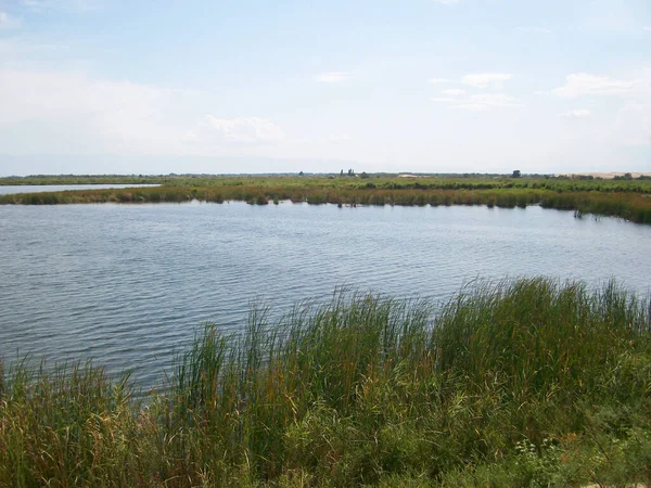 Mavi gökyüzünün arka planında kamışlarla göldeki suyun pürüzsüz yüzeyi 