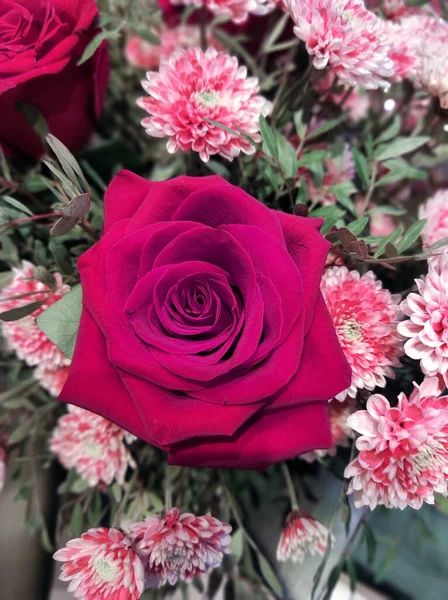 Blooming Red Rose Bud Background Other Flowers — Stock Photo, Image