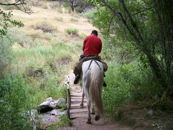 Kırmızı tişörtlü yorgun bir adam beyaz bir atın üzerinde bir dağ deresinin köprüsünü geçiyor.
