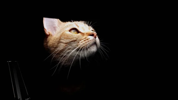 Siyah arka planda bir gece lambası ışığında evcil bir kedinin portresi. Yan görüş. Yakın plan. Yatay fotoğraf