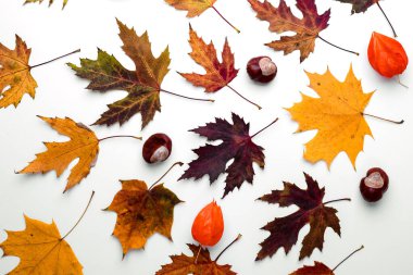 Sonbahar konsepti. Üst manzara düz ve kuru yaprakları var. Boya fırçası ve beyaz arka planda renkli yapraklarla yaratıcı sonbahar kompozisyonu. Sonbahar kartı.