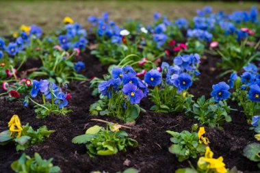 Baharda parka çiçek ekiyorum. Baharın başında parkta renkli çiçekleri olan bir çiçek tarhı.