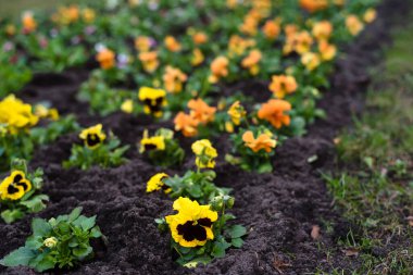 Baharda parka çiçek ekiyorum. Baharın başında parkta renkli çiçekleri olan bir çiçek tarhı.