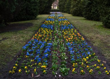 Baharda parka çiçek ekiyorum. Baharın başında parkta renkli çiçekleri olan bir çiçek tarhı.
