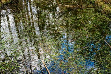 Ormandaki göl ve bataklıklar, yosunlardaki devrilmiş ağaçlar, Belovezhskaya Pushcha, Polonya, Avrupa