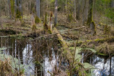 Bialowieza Ormanı 'ndaki bataklık. Ayakta duran bir su kaynağı var. Kesilmiş ağaçların kökleri ile bataklık, baharda eski ormanlar. Doğa arkaplanı.